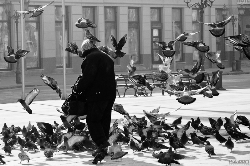 01-30-2011_12.35_-_NS_-_Setnja_Centar_-_Covek_hrani_golubove_-_Docurak_-_IMG_5888-crop-800