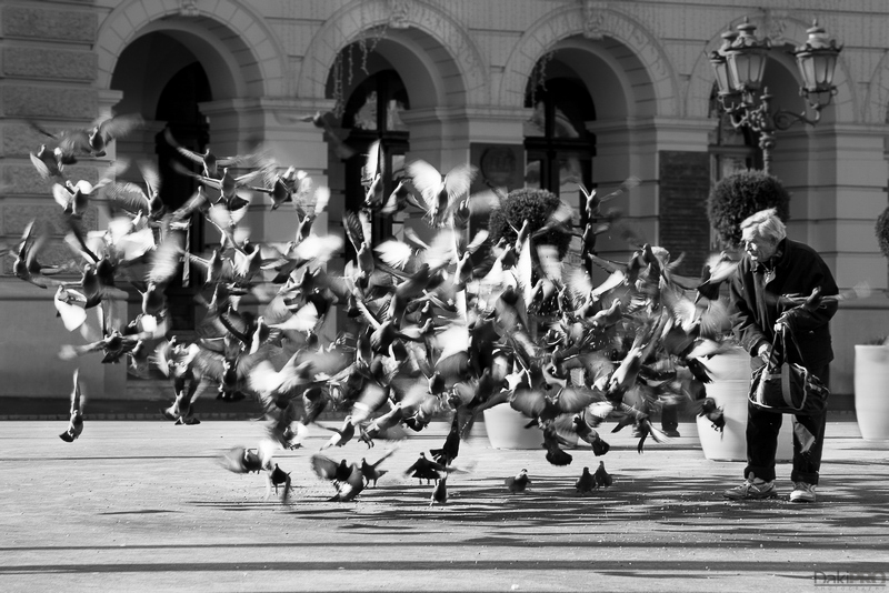 02-06-2011_11.38_-_NS_-_Setnja_Centar_-_Covek_hrani_golubove_-_Docurak_II_-_IMG_5944-1-res-800