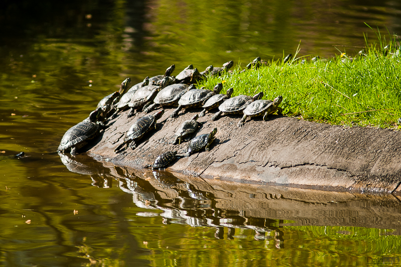 04-20-2011_09.09_-_NS_-_Centar_setnja_-_Manuelni_obj_-_IMG_8038-1-800