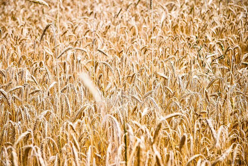 06-26-2011_14.22_-_NS_-_Fruska_Gora_setnja_-_Biciklisti_-_IMG_0467-1-800