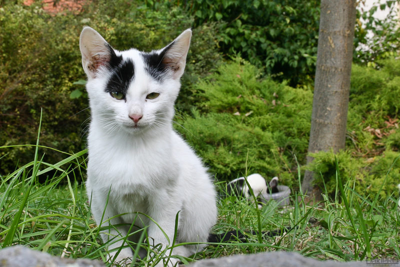 10-10-2010_14.21_-_NS_-_Setnja_-_IMG_1543-1-800