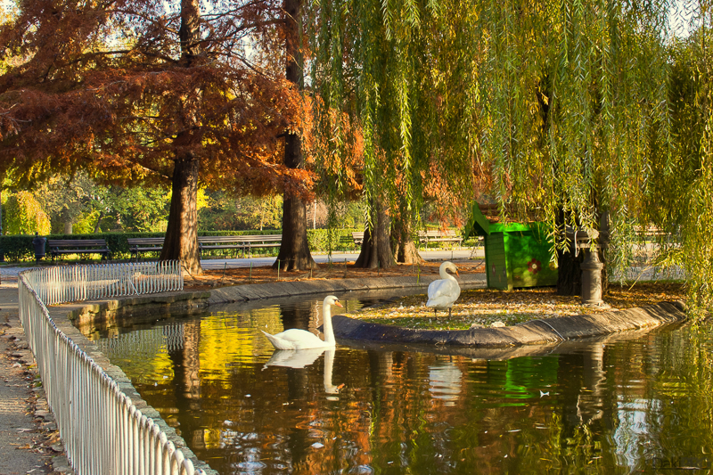 10-31-2010_09.09_-_NS_-_Dunavski_park_u_jesen_-_CRW_2599-1-800