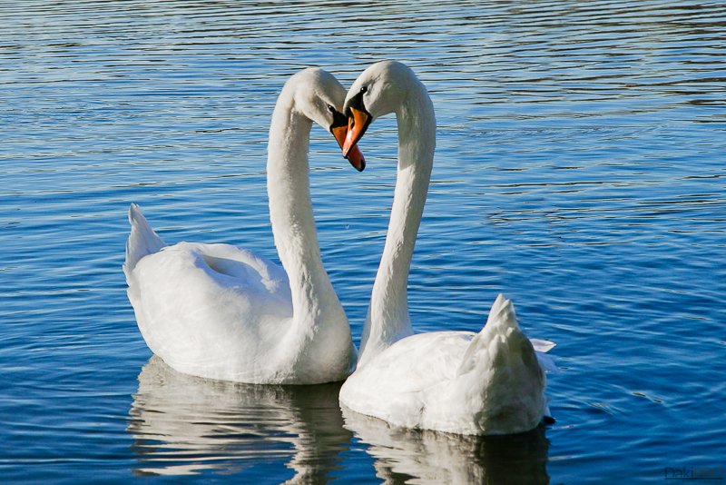 11-13-2010_15.49_-_Backa_Palanka_-_Park_Tikvara_-_Jezero_-_IMG_3767-Edit-1-800